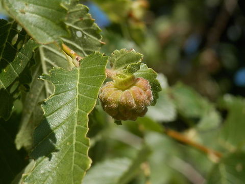 Woolly elm aphid  Bulgaria,Eriosoma lanuginosum,Woolly elm aphid