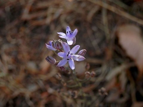 Autumn-flowering squill  Bulgaria,Prospero autumnale
