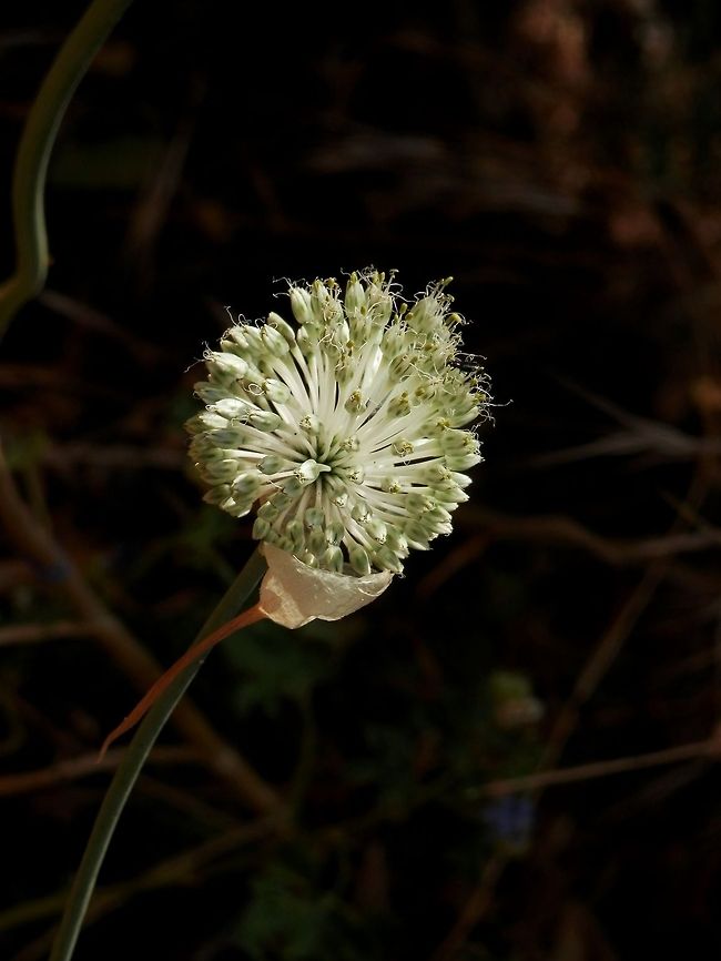 Spotted onion  Allium guttatum,Spotted onion