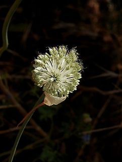 Spotted onion  Allium guttatum,Spotted onion