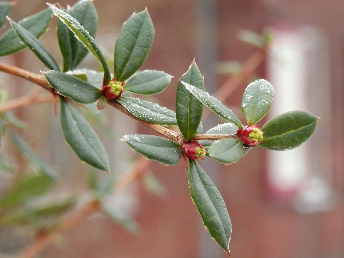 Chinese barberry  Berberis julianae,The Netherlands