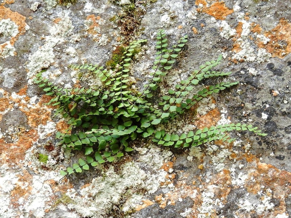 Maidenhair spleenwort  Asplenium trichomanes,Bulgaria