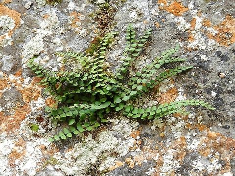 Maidenhair spleenwort  Asplenium trichomanes,Bulgaria