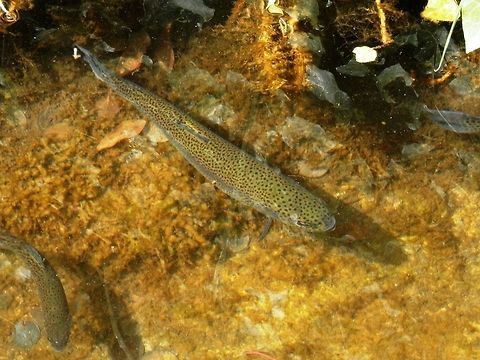 Brown trout  Brown trout,Geotagged,Macedonia (FYROM),Salmo trutta