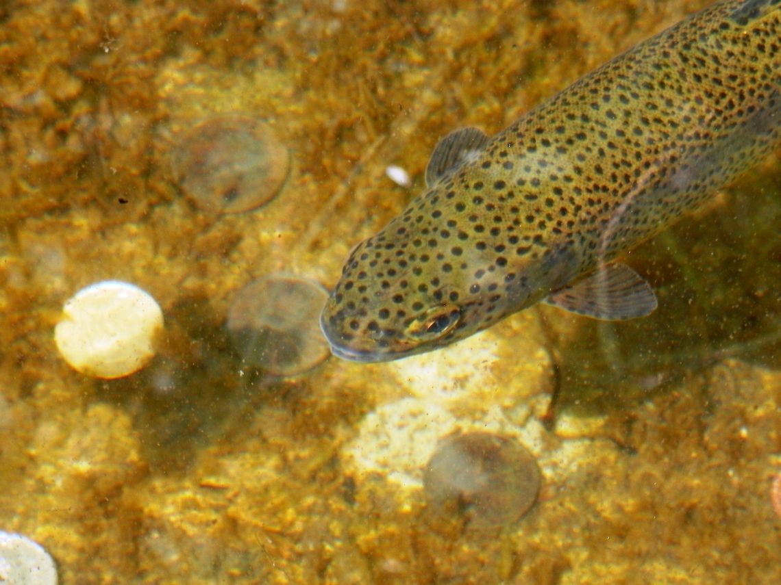 Brown trout close-up  Brown trout,Invasive species,Salmo trutta