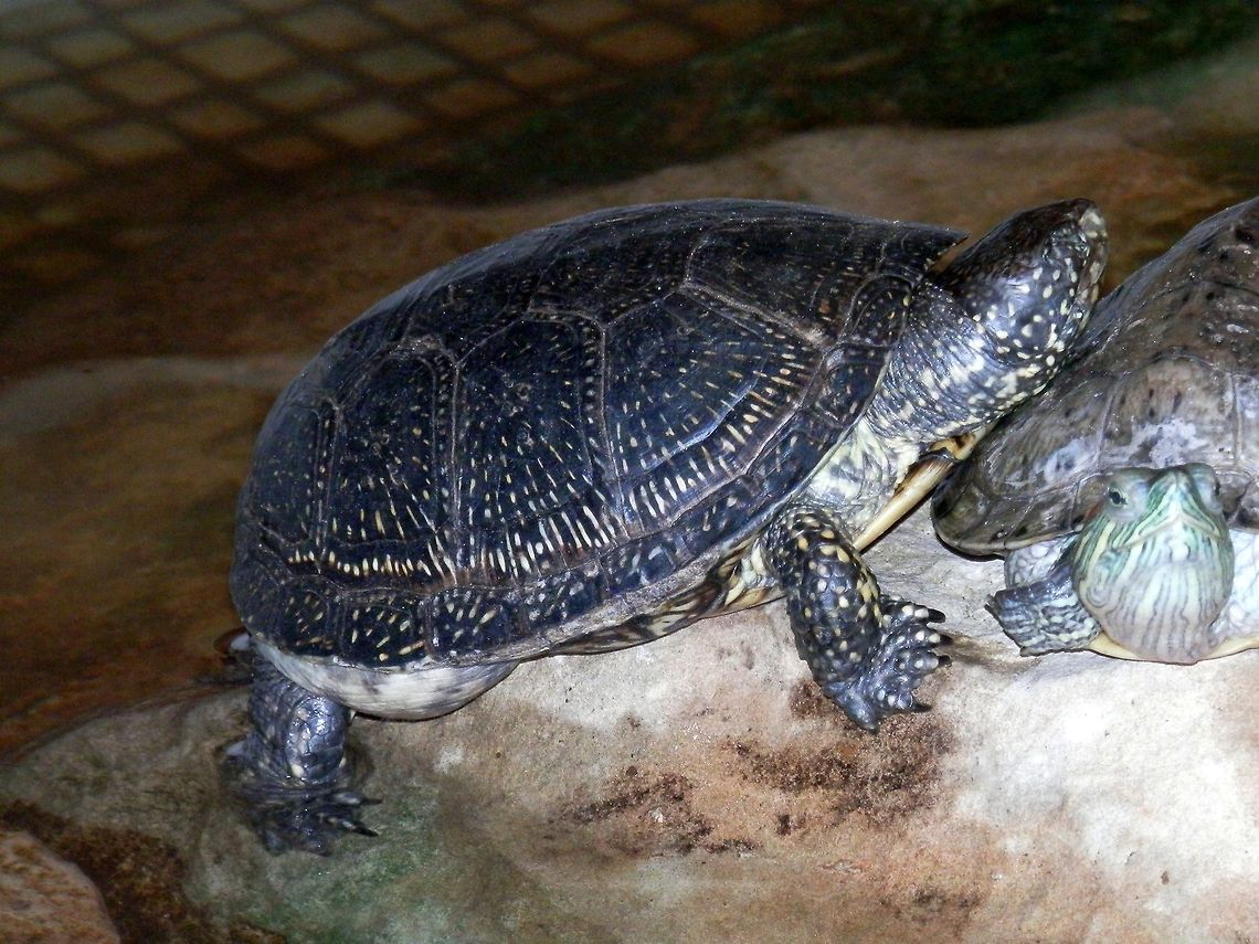 European Pond Terrapin  Bulgaria,Emys orbicularis,European pond turtle