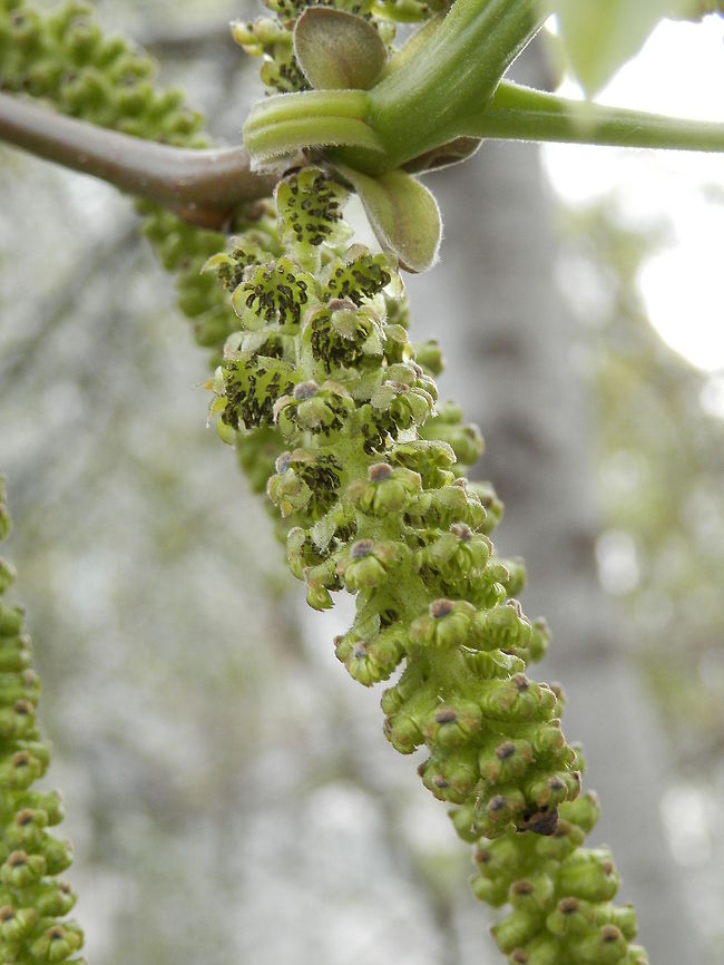 Persian walnut flowers  Bulgaria,Juglans regia,Persian walnut