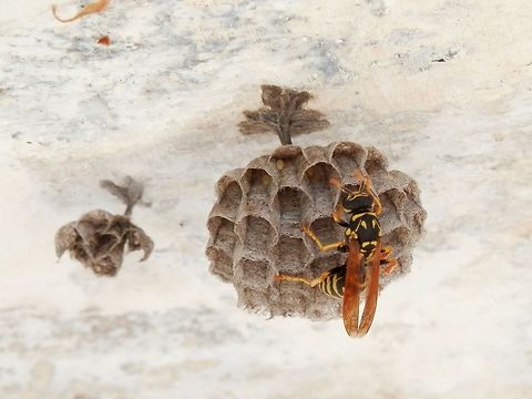 European paper wasp with eggs in the nest Overwintering founding queens, or foundresses, spend about a month in the spring constructing a nest and provisioning offspring, the first of which will become daughter workers in the growing colony. One or more foundresses will begin the colonies in the spring. Bulgaria,European paper wasp,Geotagged,Likana Protected Site,Polistes dominula