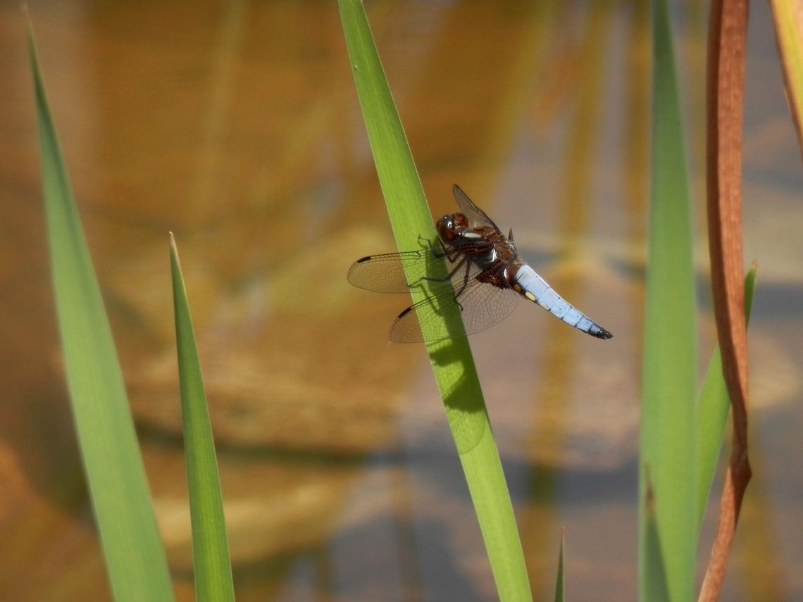 Broad-bodied chaser  Broad-bodied Chaser,Geotagged,Libellula depressa,Macedonia (FYROM)