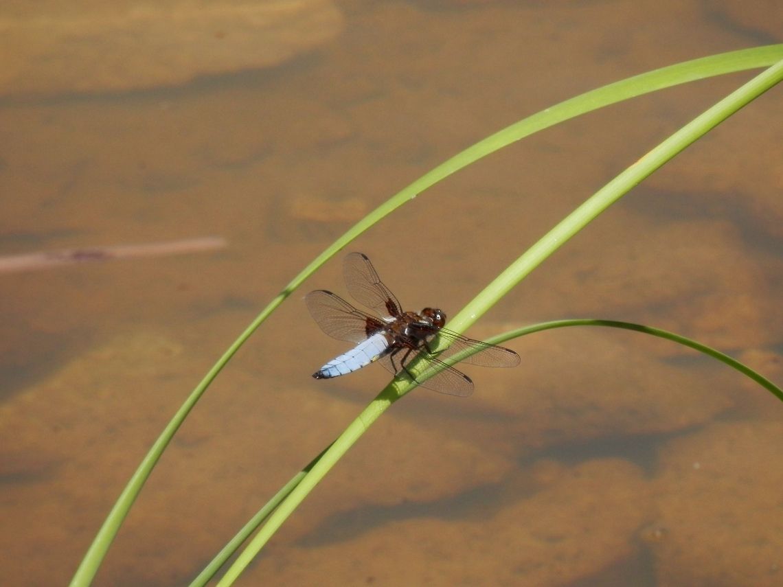 Broad-bodied chaser  Broad-bodied Chaser,Geotagged,Libellula depressa,Macedonia (FYROM)