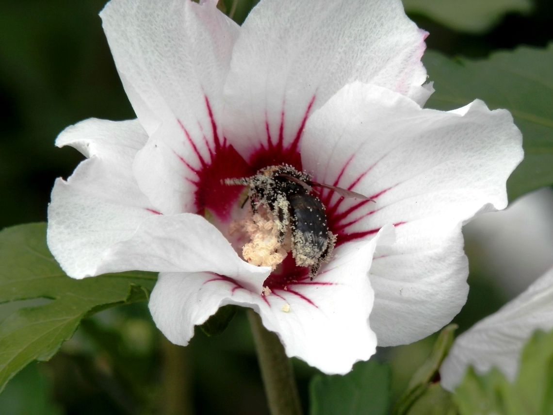 Loaded with pollen  Bulgaria,Hibiscus syriacus,Rose of Sharon,pollen