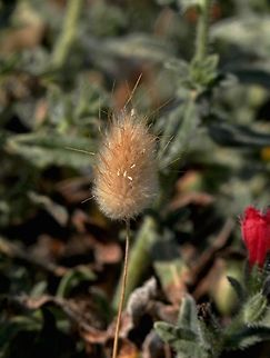 Bunnytail  Greece,Hares-tail,Lagurus ovatus,Santorini