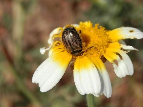 Beetle on garland chrysanthemum I have no idea what beetle this is... some kind of flower scarab. Beetle,Chrysanthemum coronarium,Garland Chrysanthemum,Garland chrysanthemum,Geotagged,Glebionis coronaria,Greece,Santorini,Spring