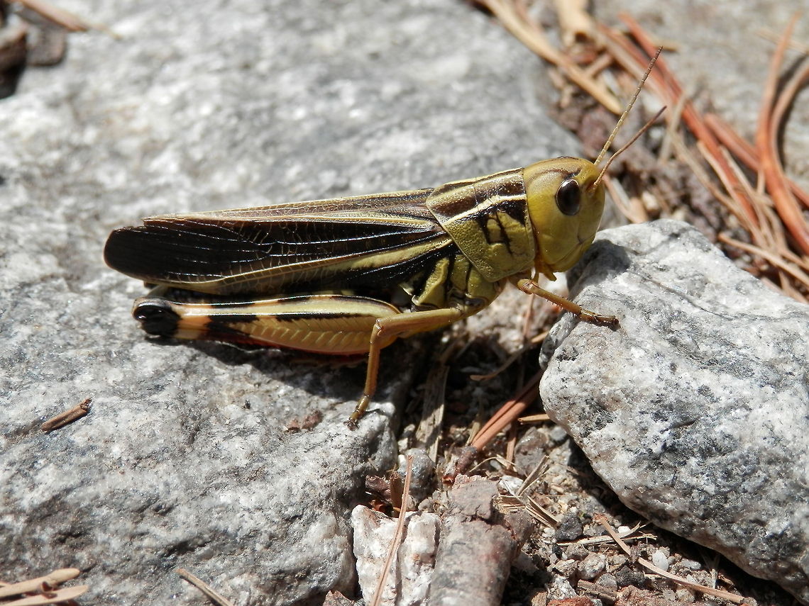 Large banded grasshopper  Arcyptera fusca,Bulgaria,Geotagged