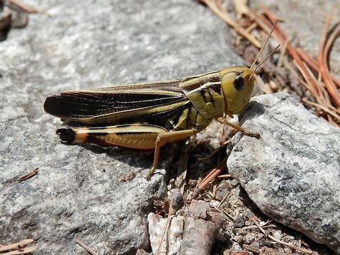 Large banded grasshopper  Arcyptera fusca,Bulgaria,Geotagged