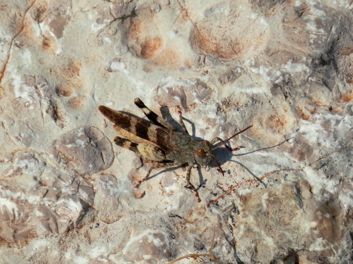 Hopper I am not very successful identifying these hoppers so any help is welcome. Bulgaria,Geotagged,Oedipoda germanica,Red-winged grasshopper