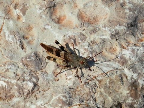 Hopper I am not very successful identifying these hoppers so any help is welcome. Bulgaria,Geotagged,Oedipoda germanica,Red-winged grasshopper