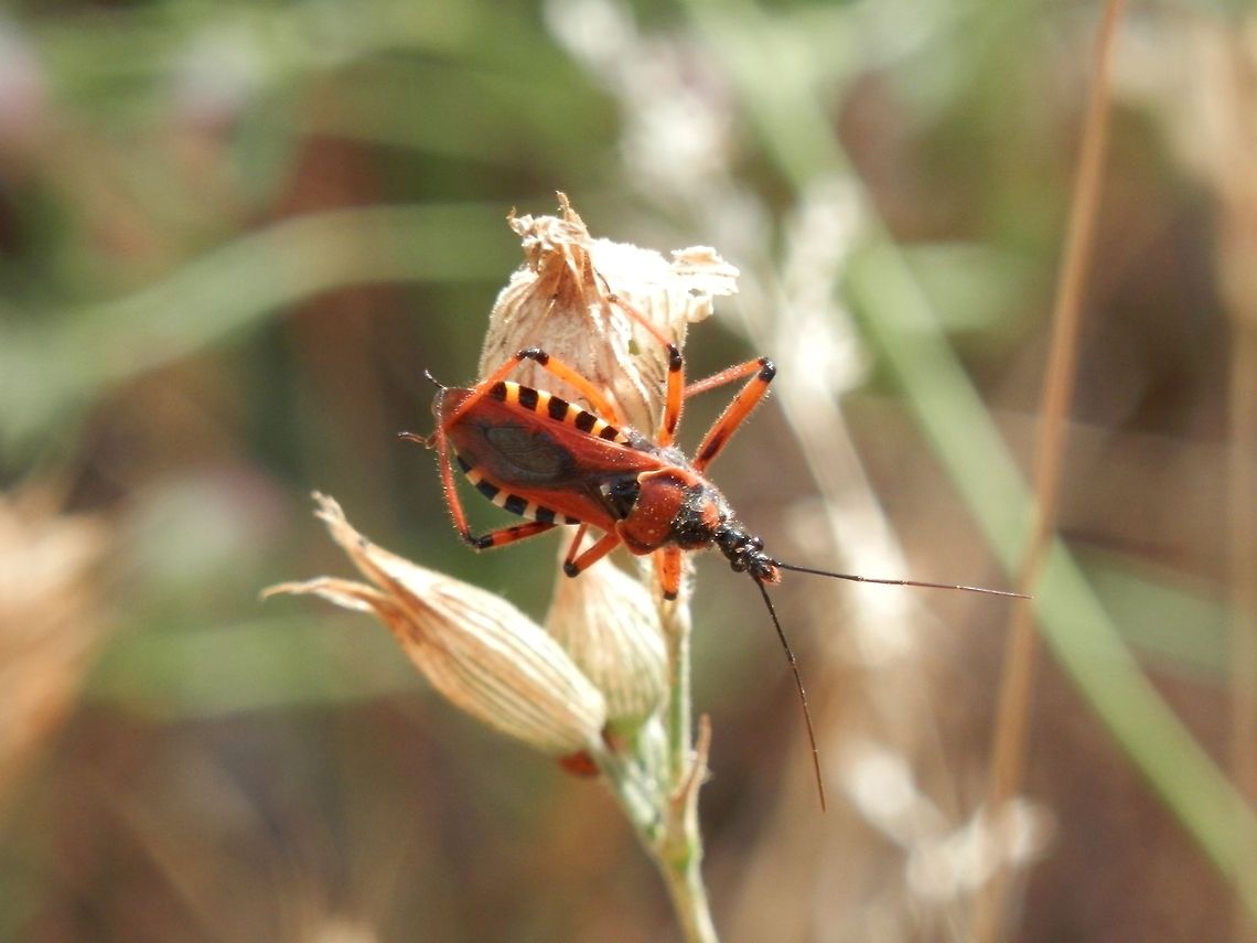Assassin bug Rhynocoris cf. cuspidatus Assassin bug,Macedonia (FYROM),Reduviidae,Rhynocoris,Rhynocoris cuspidatus