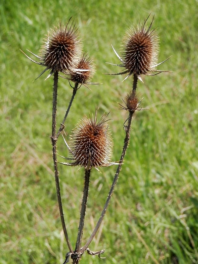 Cut-leaved teasel  Bulgaria,Dipsacus laciniatus