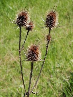 Cut-leaved teasel  Bulgaria,Dipsacus laciniatus