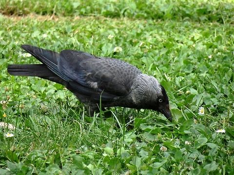 Jackdaw  Coloeus monedula,Corvus monedula,Macedonia (FYROM),Western Jackdaw
