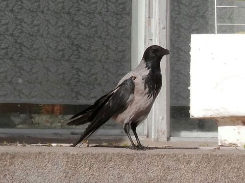 Hooded Crow  Corvus cornix,Geotagged,Hooded Crow,Russia