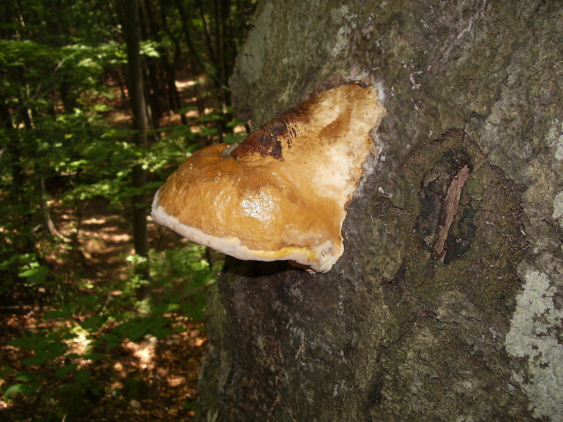 Tree fungus This tree fungus was captured a few years ago. I tried to identify it a couple of times, but in vain. Bulgaria,Fomitopsis pinicola,Red Banded Polypore