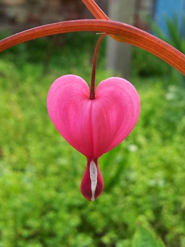 Bleeding heart  Bulgaria,Lamprocapnos spectabilis