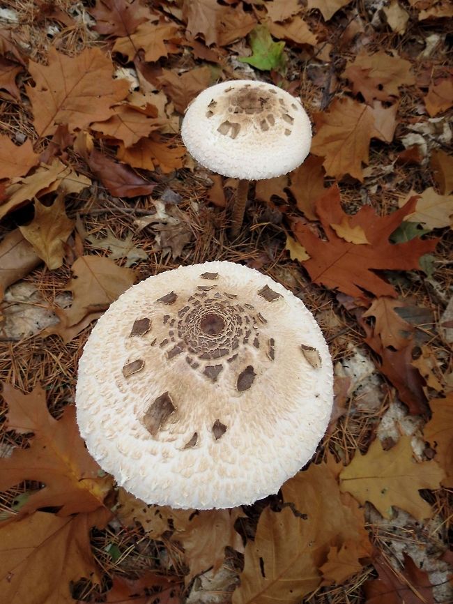 Parasol mushrooms  Bulgaria,Macrolepiota procera,Parasol mushroom,parasol mushroom
