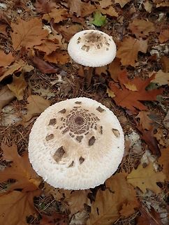 Parasol mushrooms  Bulgaria,Macrolepiota procera,Parasol mushroom,parasol mushroom