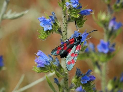 Six-spot burnet moth  Echium vulgare,Macedonia (FYROM),Six-spot Burnet,Zygaena filipendulae