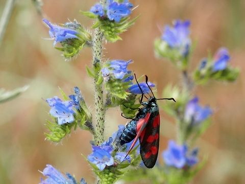 Six-spot burnet moth side view  Echium vulgare,Macedonia (FYROM),Six-spot Burnet,Vipers Bugloss,Zygaena filipendulae