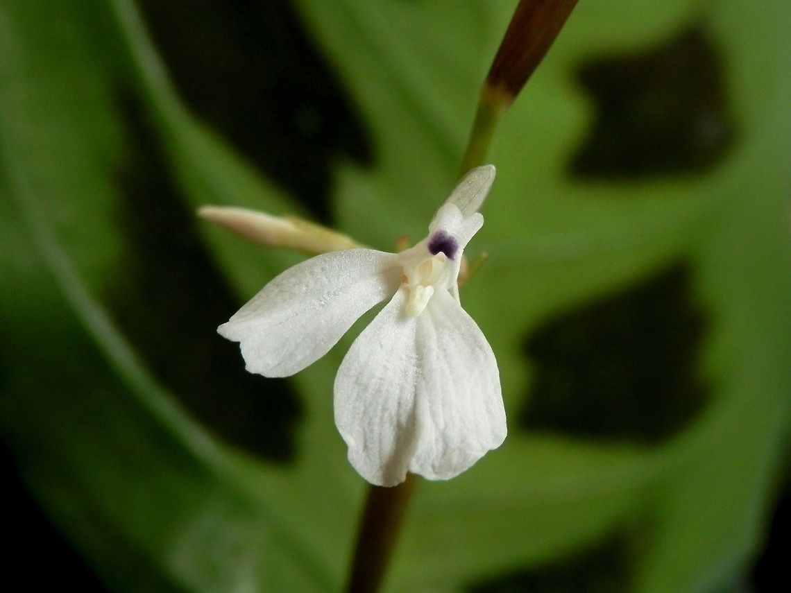 Maranta leuconeura var. kerchoveana  Maranta leuconeura,Prayer plant