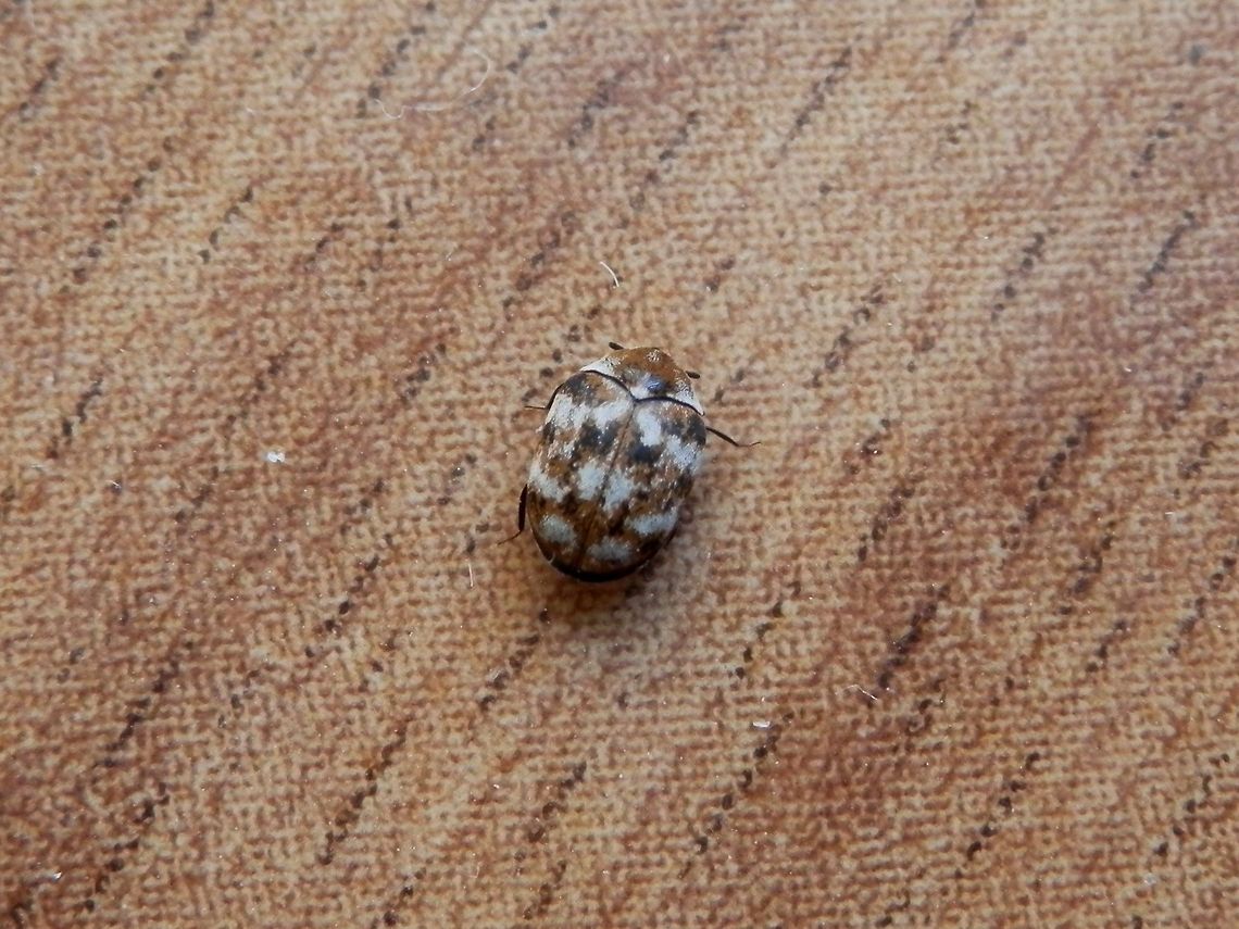 Varied carpet beetle  Anthrenus verbasci,Bulgaria,Varied carpet beetle