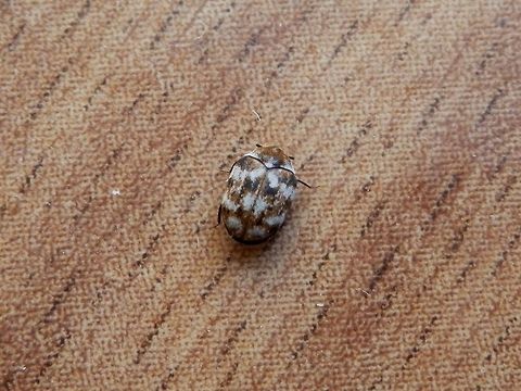 Varied carpet beetle  Anthrenus verbasci,Bulgaria,Varied carpet beetle
