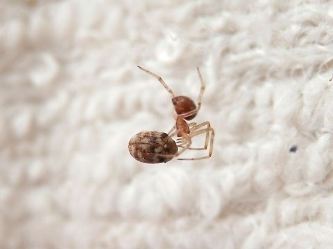 Varied carpet beetle - spider's meal  Anthrenus verbasci,Bulgaria,Varied carpet beetle