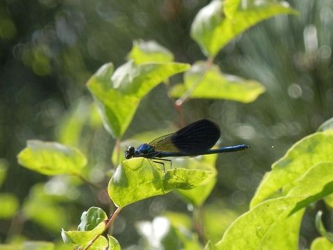Banded demoiselle  Banded Demoiselle,Bulgaria,Calopteryx splendens,Geotagged