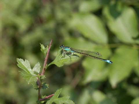 Blue-tailed damselfly  Blue-tailed Damselfly,Bulgaria,Geotagged,Ischnura elegans