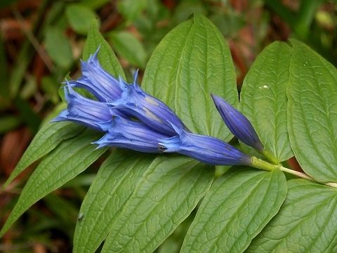 Willow gentian  Bulgaria,Gentiana asclepiadea,Geotagged