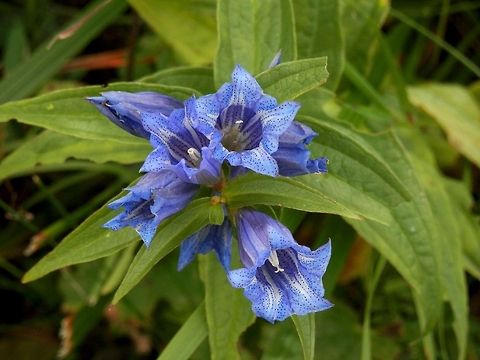 Willow gentian I thought that these were two different species of gentian, but they turned out to be the same.
http://www.jungledragon.com/image/22146/willow_gentian.html Bulgaria,Gentiana asclepiadea,Geotagged