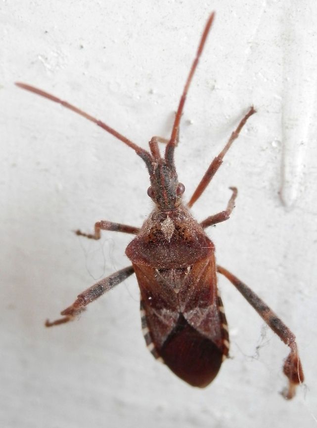Western conifer seed bug  Bulgaria,Leptoglossus occidentalis,Western conifer seed bug