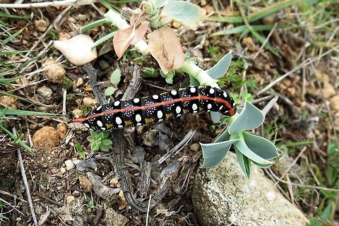 Spurge Hawk-moth  Bulgaria,Caterpillar,Hyles euphorbiae,Spurge Hawk-moth