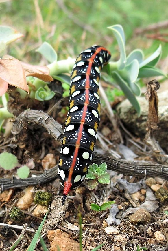 Spurge Hawk-moth  Bulgaria,Hyles euphorbiae,Spurge Hawk-moth