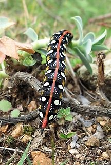 Spurge Hawk-moth  Bulgaria,Hyles euphorbiae,Spurge Hawk-moth