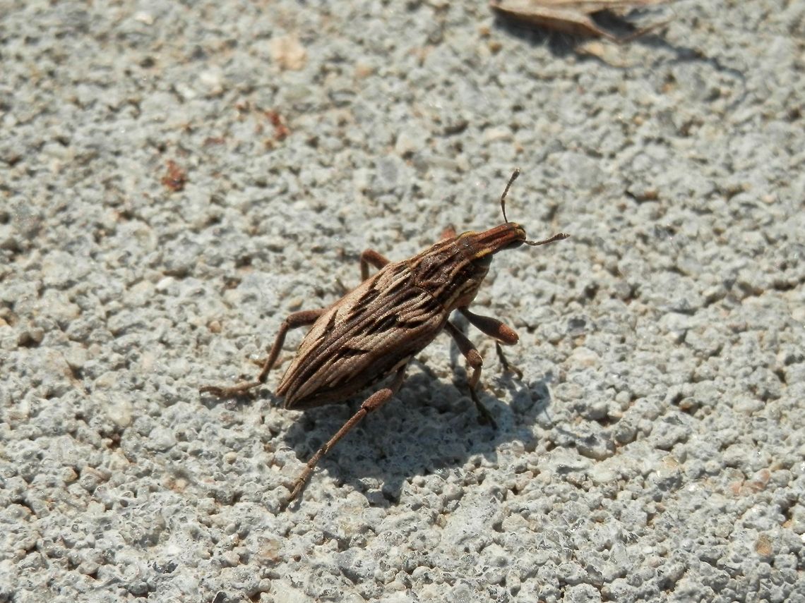 Coniocleonus nigrosuturatus  Bulgaria,Coniocleonus nigrosuturatus,Geotagged