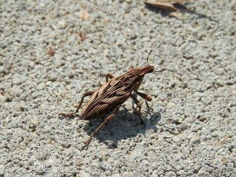 Coniocleonus nigrosuturatus  Bulgaria,Coniocleonus nigrosuturatus,Geotagged