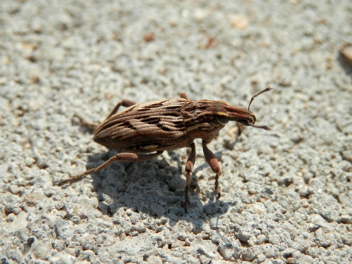 Coniocleonus nigrosuturatus close-up  Bulgaria,Coniocleonus nigrosuturatus,Geotagged