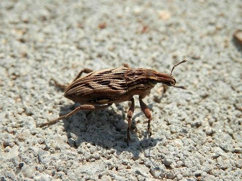 Coniocleonus nigrosuturatus close-up  Bulgaria,Coniocleonus nigrosuturatus,Geotagged