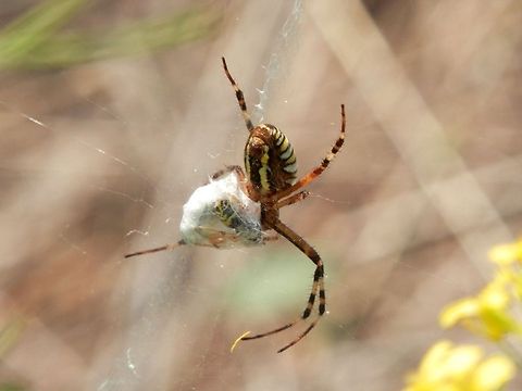 Wasp spider  Argiope bruennichi,Bulgaria,Geotagged,Wasp spider