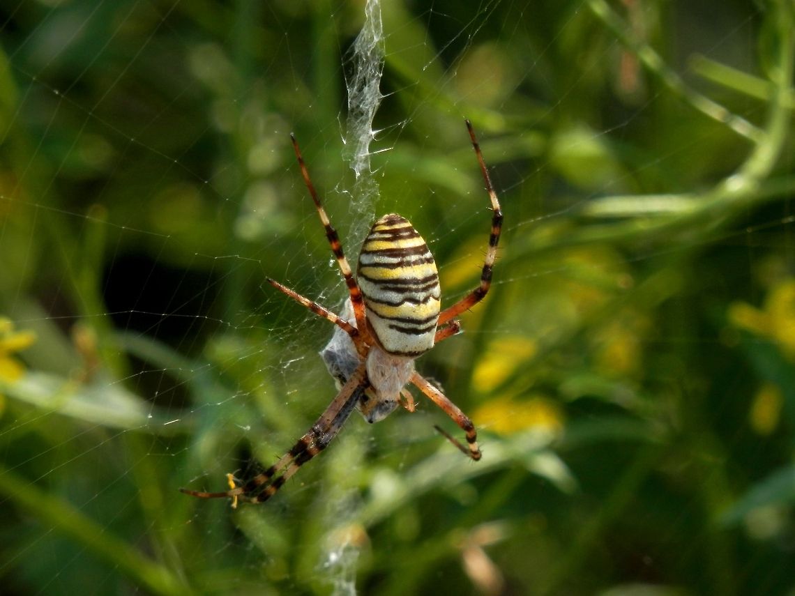 Wasp spider  Argiope bruennichi,Bulgaria,Geotagged,Wasp spider